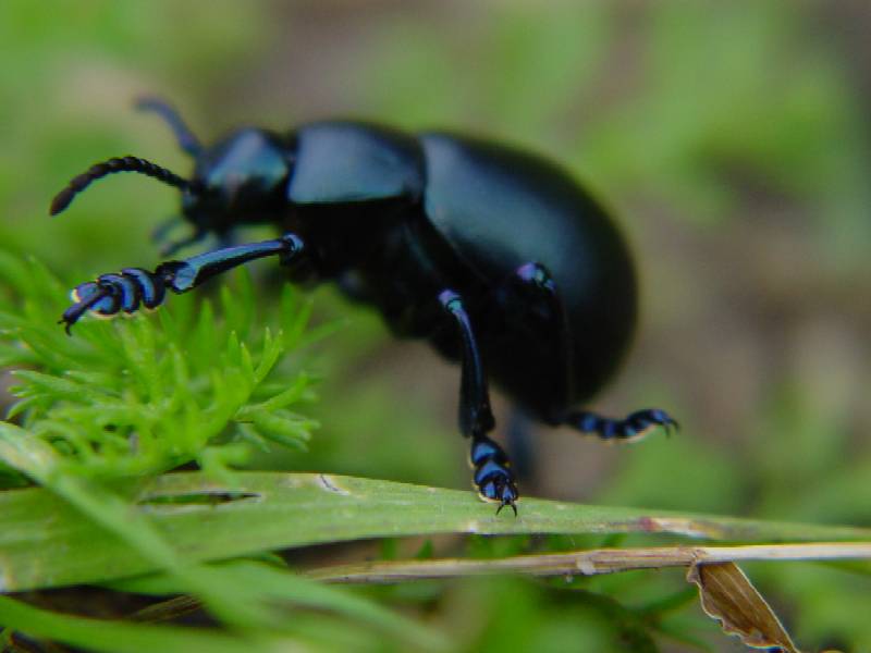 Timarcha tenebricosa, no T. nicaeensis